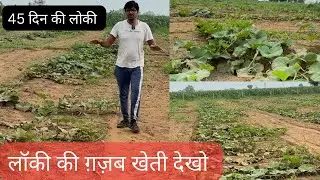 जुलाई में लगायी लोकी की फसल और अब होगी ग़ज़ब पेदावार