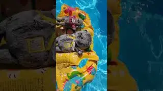 КОТИКИ БАСИКИ ПЛАВАЮТ В БАССЕЙНЕ / БАСИКИ НА МОРЕ 2023