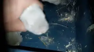 Маленькие Крольчата l Шахтëры Калифы открыли глаза