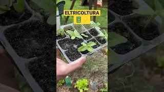 ⚡️🌱Energia Elettrica e Crescita delle Piante: Un Esperimento Rivoluzionario 