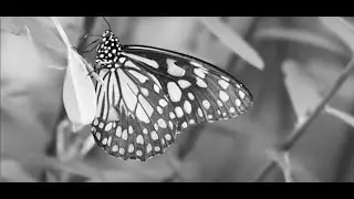 Foster Lancaster - Butterflies Come In Every Color (Official Music Video)