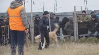 Чемпионат Дагестана   ВОЛКОДАВЫ ЗАХОДЯТ В РИНГ!!!
