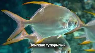 Помпано тупорылый