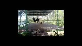 выкладываю черновик #квадробика #therian #териан #спорт #природа #маска #тикток #кот