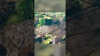 Морская черепашка по имени Наташка 🐢