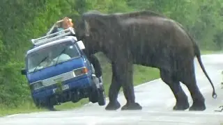 Hart Stopping Moment - Elephant Attack Encounter Of Wild