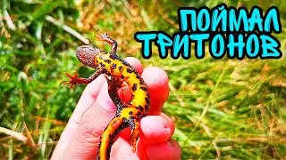ПОЙМАЛ ТРИТОНОВ! ОРАНЖЕВОБРЮХИЙ ТРИТОН! EXO TOP