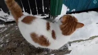 Котики зимой