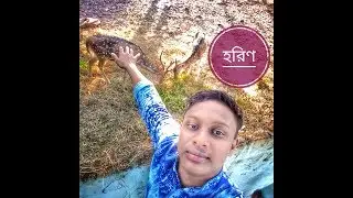 হরিণ আমার এতো কাছে আসলো কেনো। my tune