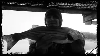 Kerr Lake Striper: Falls Lake Catfish/Bluegill for Pond Stocking (Multiple Excursions)
