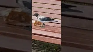 Любопытство -не порок!