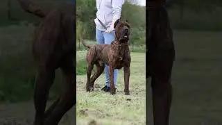 pitbull vs Kong mastiff , English mastiff, juguvar 