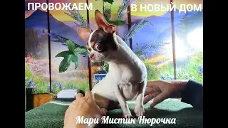ПРОВОЖАЕМ Нюрочку в НОВЫЙ дом 27.10.24 #купитьчихуахуа 89215950848 #продам_щенка_чихуа