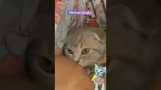 Reaksi Nyi ITEUNG,main petak umpet 