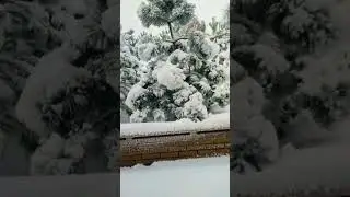 Кот Рыжик первый снег Крым