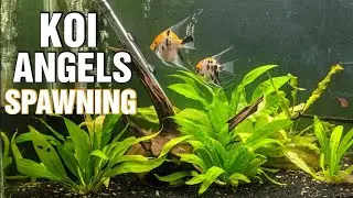 Angelfish Spawning 