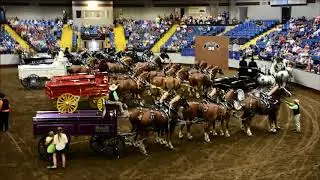 Missouri State Fair Draft Horse Show 2018