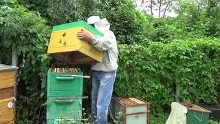 Urban honey. What's the honey harvest like in the city?
