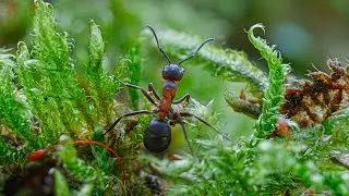 Waldameisen Dokumentation - Ants Documentary - Sony FX3