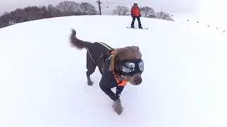 愛犬とスノボ行ったら楽しかったからもう１回