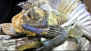 Phillipine Sailfin Dragon