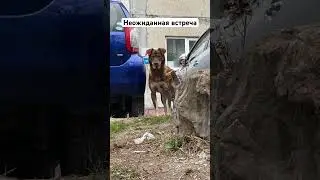 Вытянулся как снаряд 😅