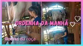 minha rotina na roça /tirando leite das vacas 🐄🐄#vlog