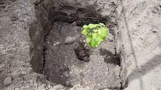 Planting green vegetative grape seedlings in a permanent location
