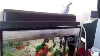 Купающийся попугай в аквариуме с рыбками....