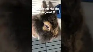 My rabbit thinks she is pregnant #animals #funny #meme #rabbit #bunny