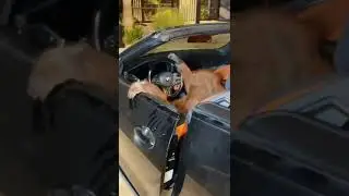 #приколы Типичный водитель BMW