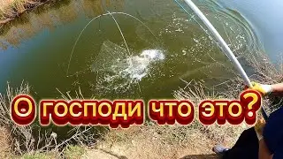 Огромные сазаны караси весь паук погнули не мог поднять. Супер рыбалка на паук подъемник.  