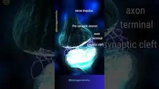 Synapse and Nerve Impulse Transmission Animation