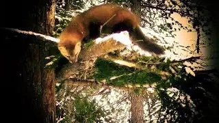 A film about hunting in the taiga, Sable 2, Season 10, 