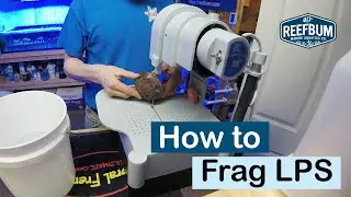 How To Frag LPS Corals