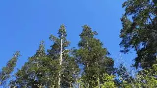 Релакс. Вода, музыка, природа Сибири.