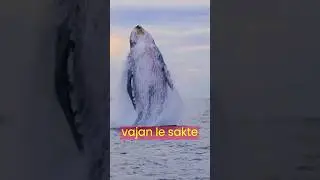The Incredible Blue Whale 🐋 #science