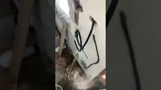 CALABRONI NELLA SERRANDA. COSA FARE?