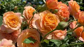 Роза Ла Вилла Кота ( Rose La Villa Kottа ) г.Киев  10 июня 2024 г.