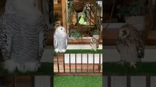 Болотная сова Феня и Элвис полярная сова!