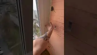 Остекление балкона в панельном доме
