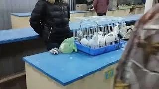 10.02.2024 г Москва Птичий рынок Садовод! Голубиный рай!