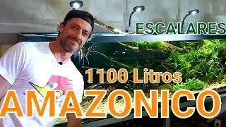 ACUARIO AMAZONICO 1100 Litros | Escalares