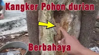 Kangker Pohon Durian yang Mematikan || Tantangan Berat bagi Petani Durian