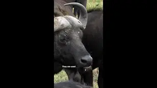 What Does Buffalo Eat and Why Do They Have Horns and Humps? 🌱🐃 | Exploring Buffalo Anatomy