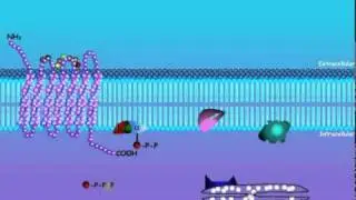 2. G-Protein (German Narration).wmv