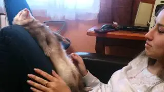 Ferret falls asleep dramatically