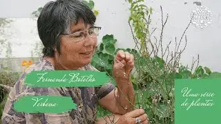 Fernanda Botelho // Verbena