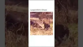 Craziest Animal video I’ll see on the internet 😨😨… The leopard was shocked