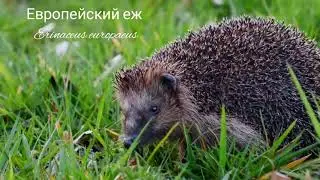 Какого ежа лучше содержать дома ?